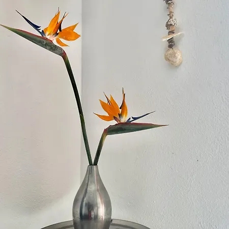 Casa Hibisco Mit Schoenem Garten *